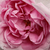 Roze - Portland roos - Madame Knorr